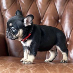 GSW8990 French Bulldog Black Tan sweetie pet