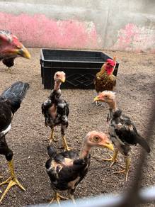 Anak Ayam Kampung