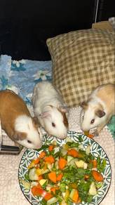 guinea pig to rehome