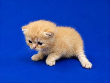 red tabby bsh 