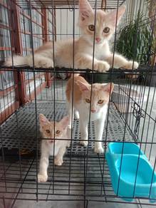 Kucing Comel Utk di Adopt