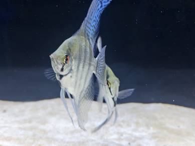 Angelfish (8-9cm) 