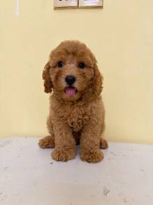 Bichonpoo 👉🏻 Female   1st vaccine & deworm done