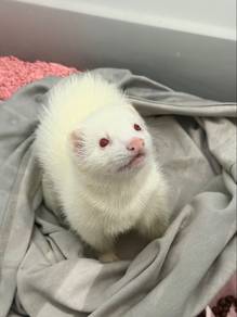Albino ferret (female, 4months)