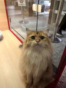 British Long Hair Golden