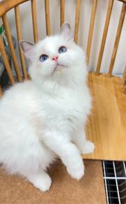 Blue Bicolor Ragdoll Male
