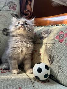 Siberian mix Persian