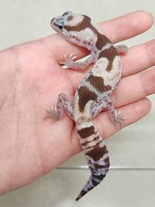 fat tail gekco
