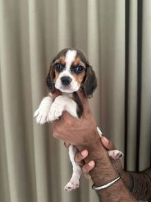beagle puppies  