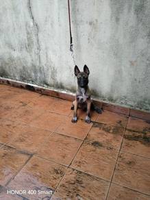 Belgium Shepard/Malinois