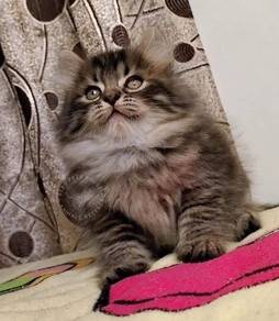 Mainecoon mix Turkish anggora