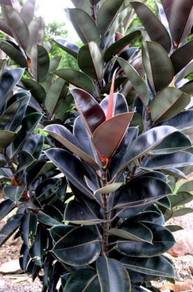 Pokok Ficus Elastica
