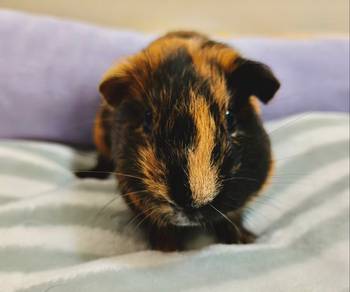 Gurnea Pig