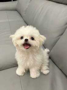 Lickmonster Bichon Poochon White Fluffy Cotton Bal
