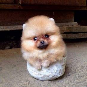 GG_9663 TINY Pomeranian double coated