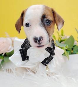Jack Russell