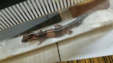 American Fat Tail Gecko