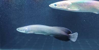 Arapaima Giga