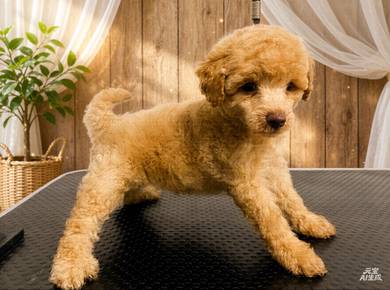 Premium Toy Poodle for Sale