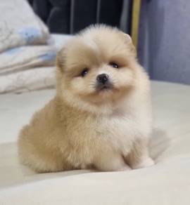 POMERANIAN PUPPIES A177 🌻 Sort of shine Boy~Girl