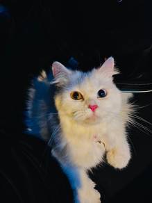 odd eyes cat for sale