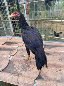 Ayam baka lama