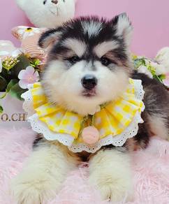 Wooly Husky