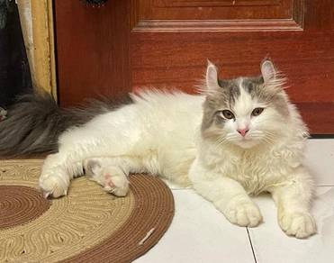 American Curl To Rehome