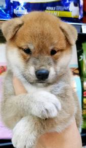 S3366 Little cute awesome brown haired Shiba Inu