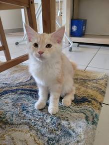 Female Kitten Mix Mainecoon-Persian 