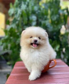 pomeranian z