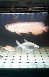 Arowana MGBB 