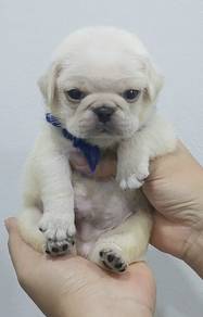 PUG PUPPIES 662🌻 New Born Male White