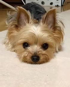 Silkse Yorkie Look PuppySilkse Yorkie Look Puppy S