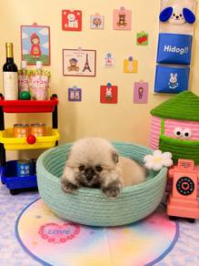 tiny teacup size Pomernaian baby boy
