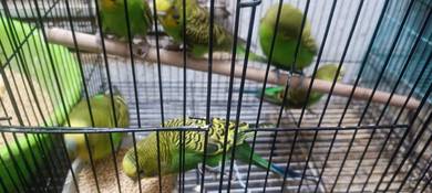 burung baji c cantik murah
