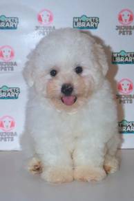 G13 Adorable Bichon Dog