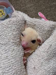 Premium Leucistic Sugar Glider