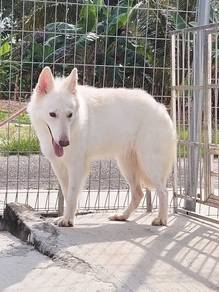 White Swiss German Sherpherd Female