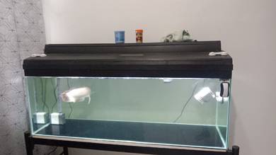 akuarium 4 kaki serta ikan silver arowana