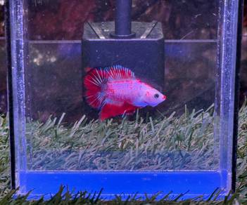 Beeta Fish