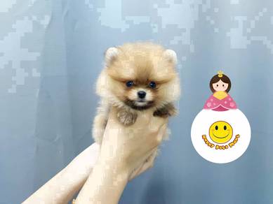 RERE_66823 pure breed Pomeranian precious pet