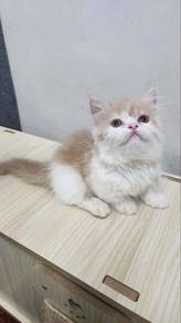 Capuccino cat