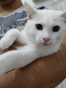 Cat Adoption 
