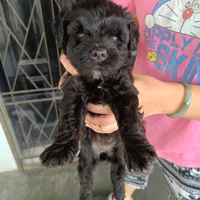 puppy poddle