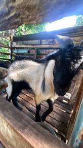 kambing jantan 2 ekor