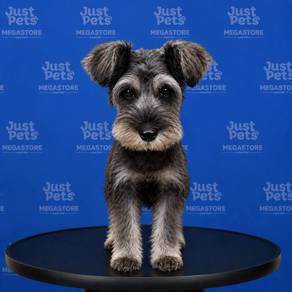 Schnauzer