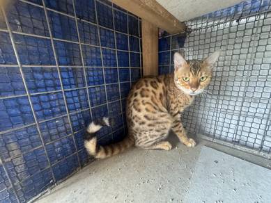 Bengal Rosette