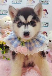 Wooly Husky