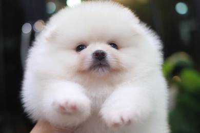 Pomeranian